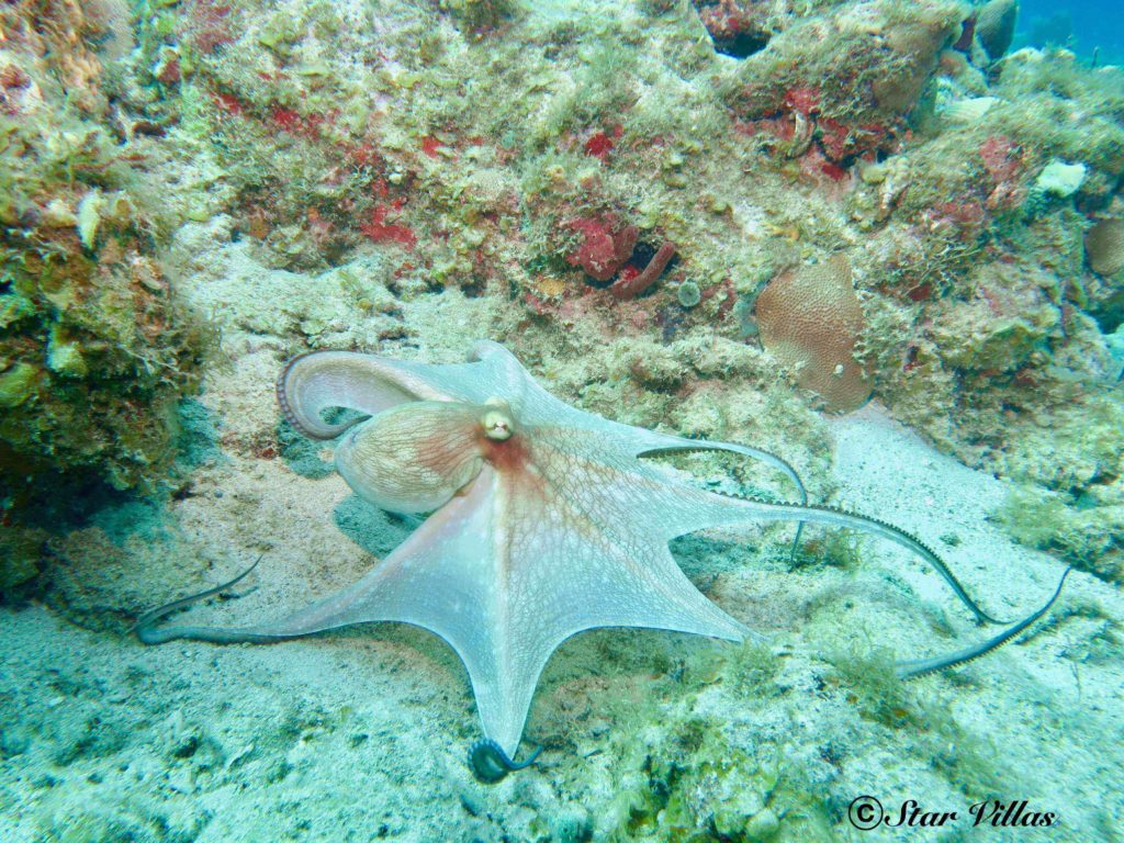 Octopus in St. john, US Virgin Islands