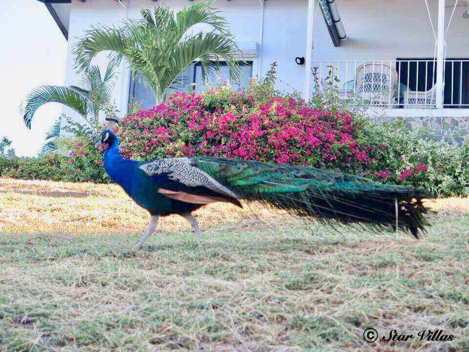 Peacock in St. john, US Virgin Islands