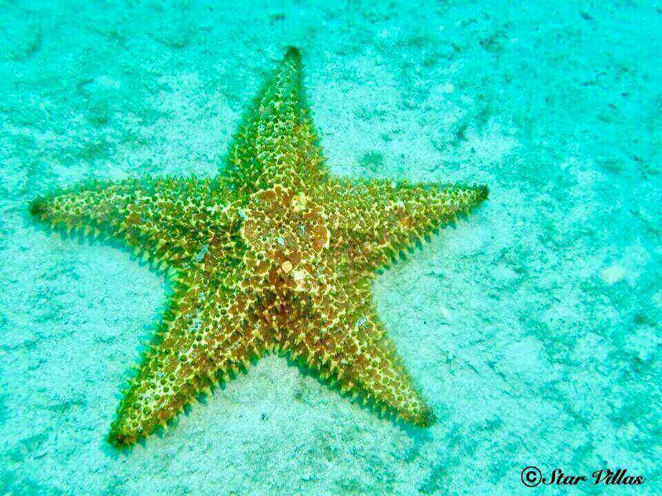 Starfish, St. John, US Virgin islands