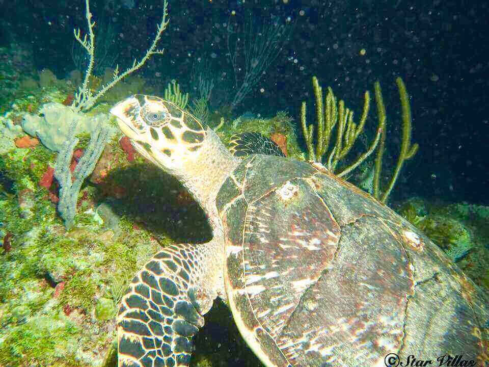 Turtle in St. John, US Virgin Islands